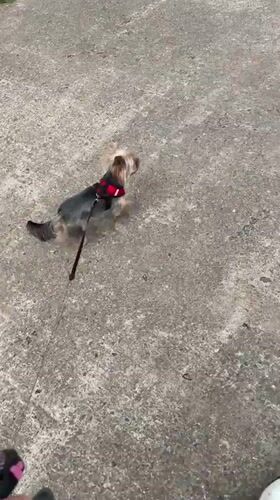 Yorkshire Terrier and tabby cat share a morning in Tryokhgorny