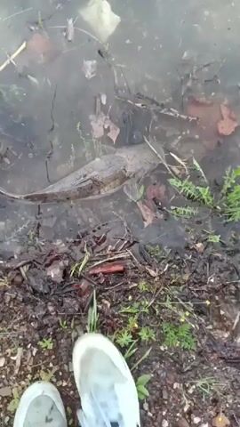 The video shows a first-person, downward view of a person's feet standing at the muddy edge of a shallow, murky body of water. The person is wearing light-colored sneakers with blue laces and black pants. A large, dark-colored fish, possibly a carp or catfish, is partially submerged in the shallow water directly in front of the person's right foot. The fish appears to be very still, suggesting it is either dead or in distress. The water contains fallen leaves and some debris. The bank is muddy, covered with decaying leaves and sparse green vegetation. The scene depicts an outdoor, natural setting, possibly a pond or stream bank.