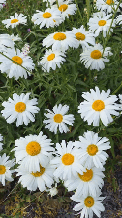 Bees and wildflowers in close-up, Claremorris summer afternoon