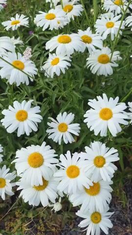 The video is a close-up shot of a patch of white daisies with yellow centers. The flowers are in various stages of bloom, with some fully open and others still budding. They are surrounded by green foliage, and the background is blurred, suggesting a shallow depth of field. The lighting appears to be natural daylight, and the overall mood is peaceful and serene.