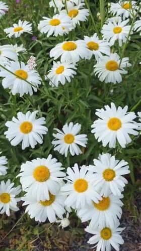 Bees and wildflowers in close-up, Claremorris summer afternoon