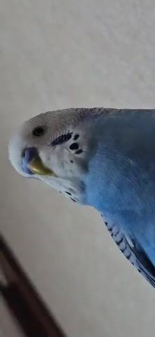 A budgie is briefly shown close up, then flies away into a room with shelves.