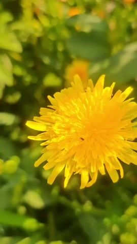 This is a close-up, static shot of a bright yellow dandelion flower. The flower is centered in the frame and appears to be in focus, while the background of green leaves and foliage is blurred. There is a small, dark insect visible on the face of the dandelion. The lighting suggests it is daytime, possibly late afternoon or early morning, given the warm, golden hue of the light. The video is very brief, showing no action or movement.