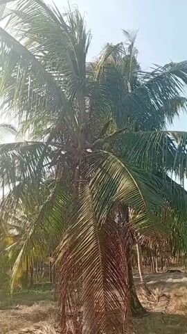 The video is a close-up, vertical shot of a coconut tree. The tree is tall and leafy, with coconuts visible amongst the fronds. The background shows a plantation of similar trees under a clear, bright sky. The lighting suggests it is daytime, likely sunny. The shot is stationary.