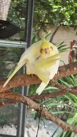 A light-colored cockatiel with a yellow crest is perched on a brown branch. It is preening its wing and appears to be tucking its head into its feathers. The background shows a blurry green foliage and what looks like a cage structure with mesh wiring. The lighting is natural and appears to be daytime.