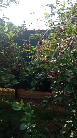 This is a video of a cherry tree loaded with ripe cherries. The camera pans from left to right, showing the branches and fruit of the tree in detail. The cherries are a deep red color and hang in clusters. The leaves of the tree are a vibrant green. The sun is shining, casting dappled light on the fruit and foliage.