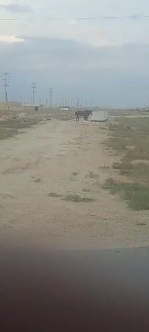 The video shows a dirt road with some vegetation and scattered buildings in the background. There are several power lines extending across the landscape. Two horses, one dark brown and one lighter brown, are standing near a concrete structure on the right side of the road. Further down the road on the left, a white animal, possibly a goat or sheep, is grazing. A person is walking on the right side of the road further in the distance. The sky is overcast.