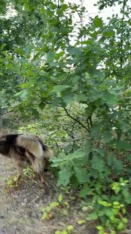 A brown and black dog runs along a dirt path in a wooded area. The path is lined with trees and undergrowth. In the background, a lake is visible, reflecting the sky and surrounding trees. The sky is a pale blue with some pinkish hues, suggesting it may be dusk or dawn. The overall scene is one of nature and a dog enjoying an outdoor environment.