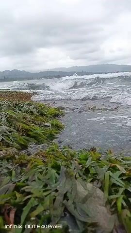 The video shows a close-up view of seaweed washed ashore on a beach. The waves are gently lapping at the shore, and the sky is overcast. The seaweed is green and appears to be in large clumps. The water is clear and shallow. In the distance, there are hills or mountains. The video appears to have been filmed on a mobile phone, as indicated by the "Infinix NOTE 40 Pro" watermark in the corner.