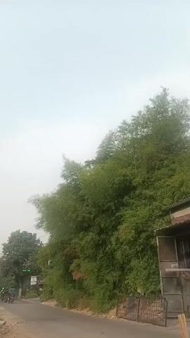 The video shows a road with a dense bamboo grove on the right side. A vehicle, possibly a tuk-tuk, is visible in the distance on the left side of the road. The sky is overcast. The camera is moving forward, providing a view of the road and the surrounding vegetation. The right side of the image shows part of a building with a tiled roof. The overall scene suggests a rural or suburban environment.