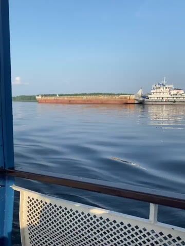 The video shows a wide blue river with a gentle ripple on the surface under a clear blue sky. On the right side of the frame, the foreground shows a section of a white railing with a diamond pattern, attached to a darker brown handrail. In the middle ground, a large barge is being pushed by a white tugboat. The barge is long and flat with a reddish-brown hull. The tugboat has a white superstructure with windows and appears to be white and red. The tugboat is pushing the barge from behind. In the distance, a green, tree-covered shoreline is visible. The overall scene depicts a serene river landscape with industrial vessels.