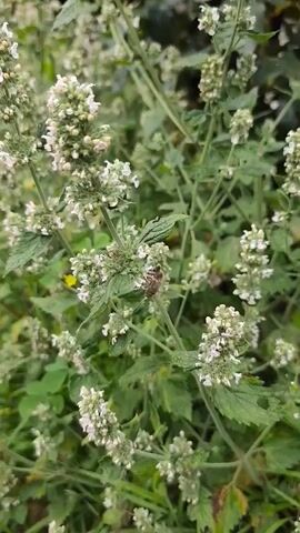 The video shows a close-up view of a bee on a flowering plant. The plant has small white flowers clustered together on tall stems. The bee is actively collecting nectar or pollen from the flowers, its body is visible with stripes, and its wings are blurred from movement. The background is filled with more of the same flowering plant and green foliage, suggesting an outdoor, natural setting. The lighting appears to be natural daylight.