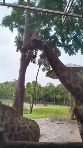The video shows a close-up view of two giraffes in an outdoor enclosure. In the foreground, the body of one giraffe is partially visible, with its patterned hide in focus. A second giraffe's head and neck are prominently featured, extending towards the camera. The giraffe appears to be looking down and slightly to the right. The background reveals a zoo-like environment with trees, a grassy area, and fencing. The sky is overcast, suggesting a cloudy day. Part of a wooden structure, possibly a roof or shelter, is visible at the top of the frame. The overall impression is of an animal encounter from a visitor's perspective.