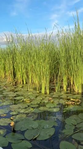 The video shows a slow pan across a body of water lined with tall green reeds on the right side of the frame. The water is covered with numerous lily pads. The sky above is blue with some scattered white clouds. The camera moves from right to left, revealing a treeline in the distance on the left side of the frame. A person can be seen walking near the treeline.