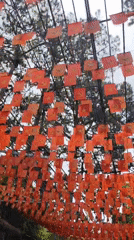 Tourist scenes documented across Da Lat, Vietnam locations