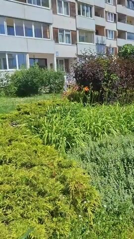 The video shows a ground-level view of a manicured garden in front of a light-colored apartment building. The garden features a variety of plants including lush green bushes, tall, leafy green plants with many buds, and smaller, denser green bushes. In the background, there are several large shrubs with dark red leaves. The apartment building has multiple floors with rows of windows. The scene is brightly lit, suggesting daytime. There are no people or animals visible in the video.