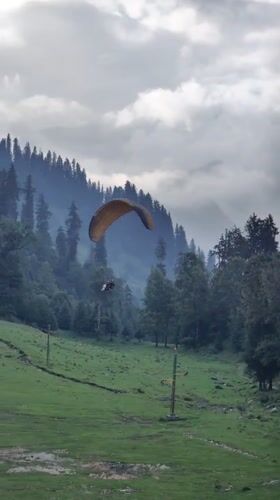 Paragliding, roaming cows, and mountain life at Solang Valley