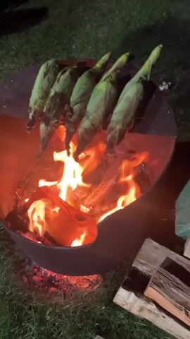 The video shows five ears of corn, still in their husks, roasting over an open fire in a metal fire pit. The fire is made of logs and is actively burning with bright orange flames. The fire pit is on a grassy area, and there is a pile of cut logs to the right of the fire pit. The video appears to be taken at night or in low light conditions, as the fire is the primary light source.