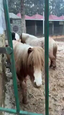 The video shows three small horses, or ponies, in a muddy enclosure viewed through a green metal fence. The pony closest to the camera is brown with a white blaze on its face and a long, light-colored mane.  Behind it, two other ponies, appear to be a lighter, off-white color. A person's hand is briefly seen reaching out to touch the brown pony through the fence. The enclosure is surrounded by a stone wall on the left and a building with a red roof in the background. The ground is muddy and there are bare trees in the background, suggesting a cold or wintery season. A plastic sheet is partially visible attached to the fence.