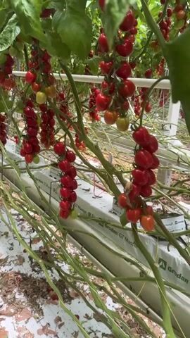 The video showcases the interior of a large greenhouse, specifically a tomato farm located in Den Hoorn, Netherlands. Rows of mature tomato plants, heavy with fruit, stretch into the distance. Numerous clusters of bright red, ripe cherry tomatoes are visible hanging from the vines, with some green and partially ripened tomatoes interspersed. The plants are tall and leafy, supported by wires extending upwards.

The tomatoes are cultivated using a hydroponic system, as evidenced by the white troughs labeled "Grodan GT Master" in which the plants are rooted. A narrow path, featuring a rail-like track, runs between the parallel rows of plants, suggesting the use of wheeled equipment for maintenance or harvesting. The ground beneath the plants is covered with fallen leaves and a few scattered tomatoes, indicating an active cultivation and harvesting environment. The lighting is bright and even, typical of a well-lit greenhouse. The video initially provides a close-up, static shot of the tomato clusters, then pans slowly along one of the rows, revealing the extensive scale of the operation.