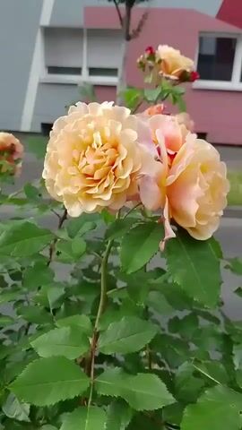 The video shows a close-up, low-angle shot of a rose bush with several peach-colored roses in bloom. The roses are fully open and have many petals. The leaves of the rose bush are green and lush. In the background, there is a building with a gray and white facade, and a pink section with windows. There is also a glimpse of a street and some greenery. The camera is mostly still, with slight movements that suggest it is being held by a person. The lighting is natural and suggests it is daytime. The video is short, with a duration of approximately 4 seconds.