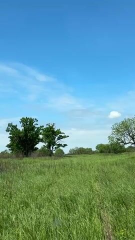 The video shows a landscape with a bright blue sky and scattered white clouds. In the foreground, there is tall green grass that appears to be swaying slightly. In the middle ground, there are several trees, some with lush green leaves and others with sparser foliage. The trees are scattered across a gently rolling grassy field. The overall impression is of a natural, outdoor environment on a clear day.