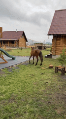 Horses graze peacefully in rural Russian village yard