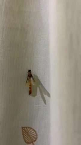 A close-up, vertical shot captures a dead insect with translucent wings and an orange body adhered to a white, textured fabric surface. The insect is positioned on the left side of the frame, with its body oriented downwards. A shadow of the insect is cast on the fabric to its right. The fabric appears to be a curtain or similar material, showing vertical lines of texture. A partial, darker brown embroidered pattern is visible at the bottom left of the frame. The lighting is dim, suggesting an indoor setting at night.