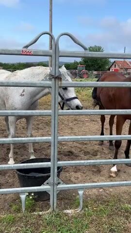The video captures two horses in a muddy outdoor pen during the daytime, under a blue sky with scattered white clouds. The primary subject is a light-colored dappled grey or roan horse, initially seen standing near a black water bucket, then walking calmly around the enclosure. This horse wears a bridle or halter.

Shortly after, a second horse, dark brown with a black mane and tail, emerges and walks behind the first, also wearing a bridle. The horses move leisurely within the muddy pen, which features some patches of green grass. In the background, a large leafy tree is visible within or adjacent to the pen. Further in the distance, several large hay bales are stacked, and a building or structure can be seen. The pen is enclosed by metal fence panels. A yellow sticker, partially visible on one of the fence panels, shows the text "IZVADITE". The scene depicts a rural setting, likely a stable or farm, located in Ivan Vazovo, Bulgaria.