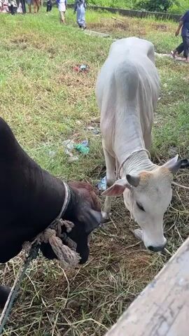 Two tethered cows, one brown and one white, stand near each other on a grassy field. The white cow is slightly larger than the brown cow. A crowd of people is visible in the background, some gathered under a blue canopy. The area appears to be an open field, with some trash scattered on the ground. Some buildings and trees are also visible in the distance under a partially cloudy sky.