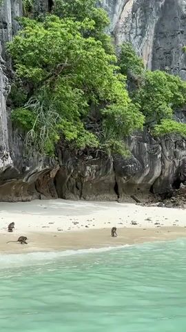 A video captures a beach scene with several monkeys walking on the sand near the water. The beach is backed by a sheer rock face covered in lush green trees. The water in the foreground is a clear, vibrant turquoise. The monkeys are scattered across the sandy shore, some are walking, one is in a crouching position, and another appears to be sniffing the sand. The rock face is textured with visible layers and crevices, and some vines hang down from the trees. The lighting suggests a bright, sunny day.