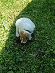 Puppy and cow share a sunny summer morning in rural Lagovskoe