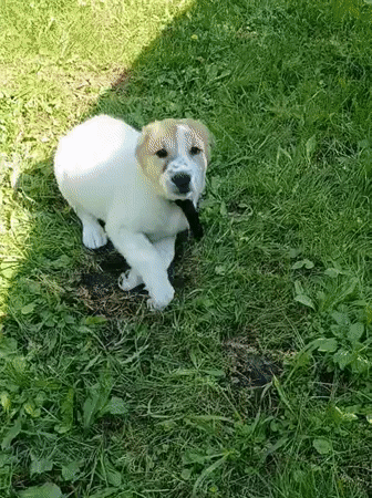 Puppy and cow share a sunny summer morning in rural Lagovskoe