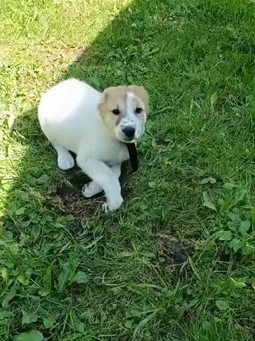 A small, white and tan puppy with a black collar is on a grassy lawn. The puppy is observed from a high angle. Sunlight is casting shadows on the grass. The puppy is initially standing, then lowers its head to sniff the ground. It then lies down on its side, rolling onto its back with its legs in the air.