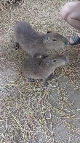 The video begins with a close-up shot of two young capybaras, possibly babies, standing on dry straw or hay. A person's feet and hand are visible in the upper right corner, with the hand holding a blade of grass, seemingly offering it to the larger capybara. The larger capybara is facing the grass, and the smaller one is looking up. The camera then quickly pans and blurs as it moves, showing more of the ground and a person's feet in sandals. The scene transitions to a wider shot of an outdoor enclosure, likely a zoo or animal sanctuary. Several people are present. One person in a red shirt and shorts is interacting with a larger capybara, gently touching its back. Other individuals, including children, are observing. The environment appears to be a wooden walkway with straw scattered around, and some water features or rocks are visible in the background, along with fencing and possibly a structure with a colorful banner. The overall impression is a close encounter with capybaras in a controlled environment where visitors can interact with the animals.