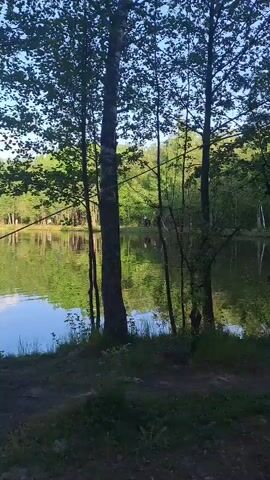 The video shows a view through a forest to a calm lake. The trees are green and dense, and the water reflects the sky and trees. A person wearing a green shirt, white shorts, and a helmet is seen climbing a tree near the edge of the lake.