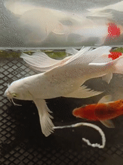 Koi fish in a tank at an Indonesian mosque