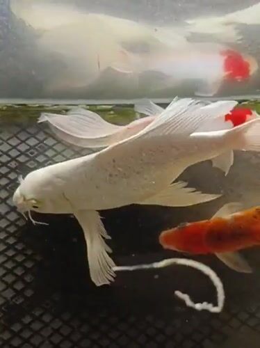 Koi fish in a tank at an Indonesian mosque