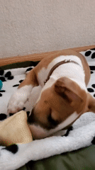 Bull Terrier chills on a blanket with a bone