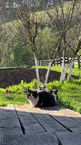 The video shows four cats sitting on a wooden platform in a grassy, sunny outdoor setting.  A black and white cat is in the foreground, with a light gray cat directly behind it, and two other cats visible behind the gray cat. The cats are positioned close together. Behind the cats is a grassy area with a tilled garden, trees with white-painted trunks, and a wooden fence in the distance. The scene appears to be in a rural or semi-rural environment.