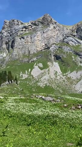 The video shows a wide-angle view of a lush green mountain landscape under a clear blue sky. In the foreground, a field of white wildflowers covers the ground. Behind the wildflowers, the terrain rises into a green hillside dotted with rocks and a few scattered trees. The middle ground features a large, rocky mountain face with layers of grey and beige rock formations and patches of green vegetation. In the background, more mountains are visible, completing the scenic view. The camera pans slowly across the landscape, capturing the grandeur of the natural environment. There are no people or animals visible in the video.