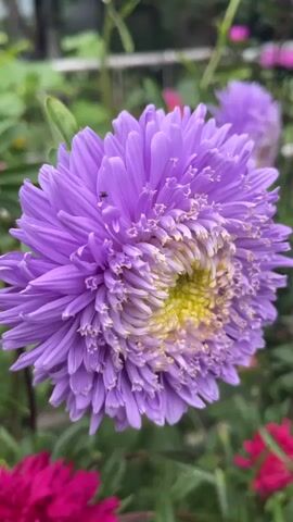This is a close-up, vertical shot of a large, purple aster flower. The flower is in full bloom, with many thin, pointed petals radiating outwards from a yellow and light green center. A small, dark insect is perched on one of the petals. The background is blurred, showing hints of green foliage and other flowers, including a vibrant pink flower in the foreground and a lighter purple flower in the background. The lighting is soft, suggesting an outdoor, possibly overcast, environment. The camera is focused on the aster, highlighting its intricate details and texture.