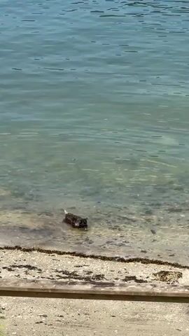 A small, dark-colored dog is partially submerged in shallow, clear water at the edge of a sandy beach. The dog is facing the water and appears to be playing or fetching, with its mouth open. The water is calm, and sunlight is reflecting off the surface. The beach is made of sand and small pebbles, with some seaweed visible along the waterline. A wooden border or plank is visible in the foreground.