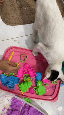 Davao resident documents cats, cooking, and daily life moments
