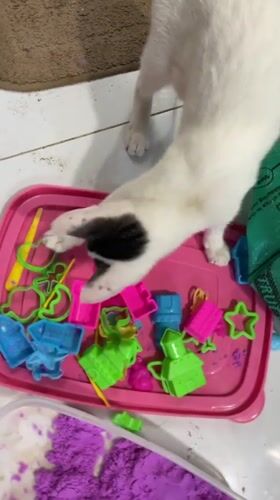 Davao resident documents cats, cooking, and daily life moments