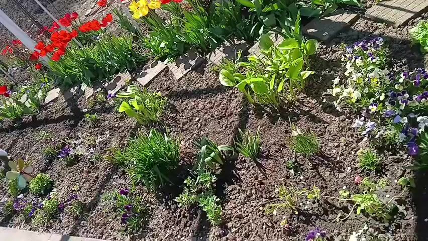 The camera, from a low angle, shows a sunny flower bed. Red and yellow tulips are blooming along the back. There are also other plants with green leaves. A white, bird-shaped garden ornament is visible in the middle. The flower bed is surrounded by a row of bricks. A chain link fence is in the background, and a car is visible through it.
