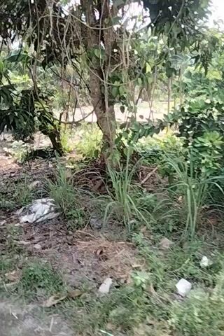 The video begins with a close-up of lush green foliage, possibly a jungle or dense garden, with the camera angled vertically. As the camera moves, it reveals a pathway or dirt track on the right side of the frame, with more vegetation and trees on the left. The scene appears to be outdoors, with natural lighting. There are no people or animals visible in the footage. The overall impression is of a serene, natural environment.