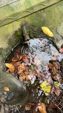 The video shows a close-up view of a small pool of water filled with fallen autumn leaves. The water is partially covered by the leaves, with some of them floating on the surface and others submerged. The water is clear, and ripples are visible on the surface, suggesting that something is disturbing the water. A person's hand is visible on the right side of the frame, reaching into the water and seemingly interacting with it. The surrounding environment appears to be outdoors, with moss and concrete visible in the background. The overall impression is one of natural decay and the transition of seasons.