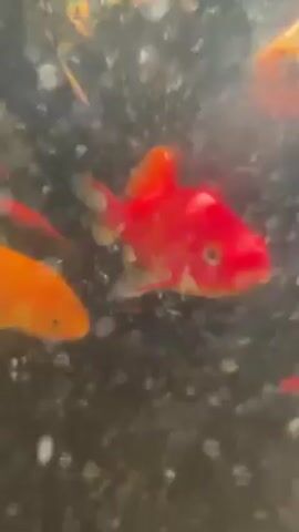 Here is a forensic description of the video:

The video shows a close-up view of several goldfish swimming in an aquarium. The fish are predominantly red and orange in color. The water in the aquarium is murky, obscuring the background. There are a few small bubbles and particles floating in the water. The camera movement is unsteady, causing the image to appear blurry at times.