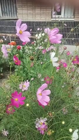 The video shows a close-up view of a patch of cosmos flowers in various shades of pink and magenta. The flowers are in full bloom and some appear to be in the process of wilting. The background consists of a brick building with barred windows and a wooden fence. The lighting suggests it is daytime.